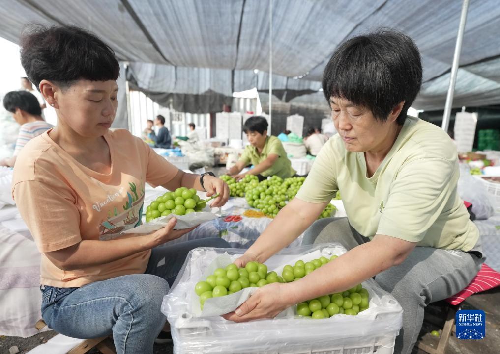 糖果派对哪个网站好